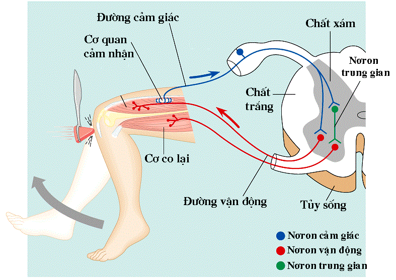 Phản xạ gân gối